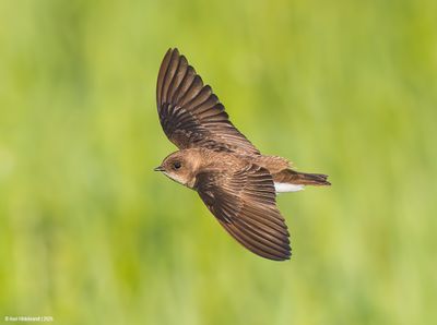Northern Rough-winged Swallow