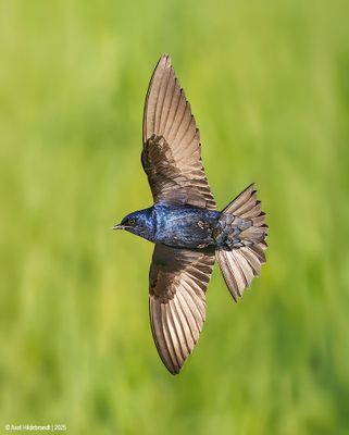 Purple Martin