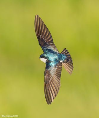 Tree Swallow