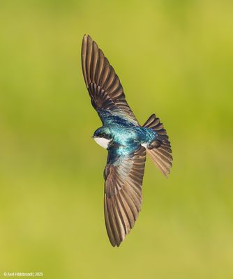 Tree Swallow