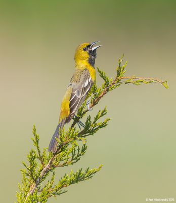 Orchard Oriole