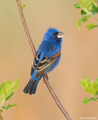 Blue Grosbeak