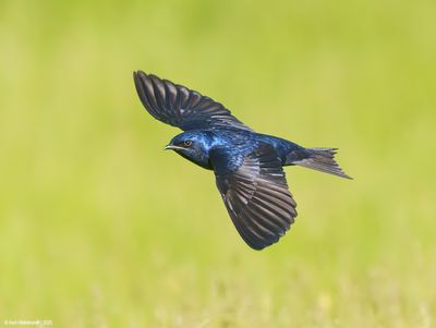 Purple Martin