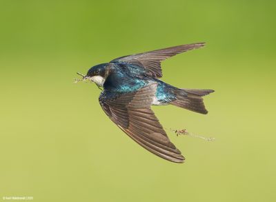 Tree Swallow