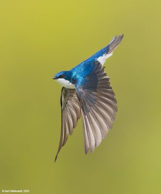 Tree Swallow