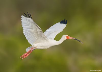 White Ibis
