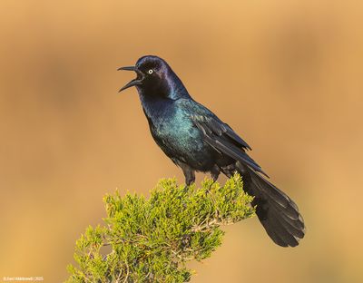 Boat-tailed Grackle