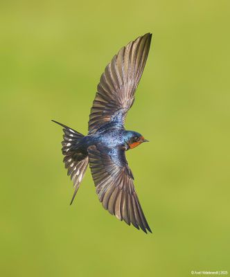 Barn Swallow