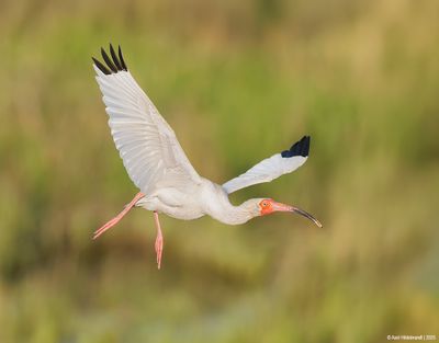 White Ibis
