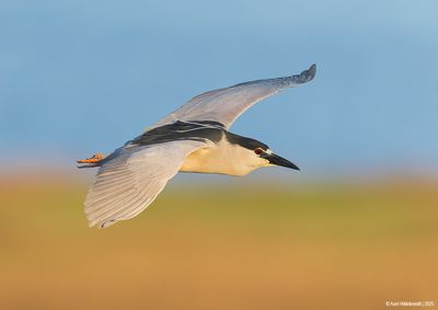 Black-crowned Night Heron