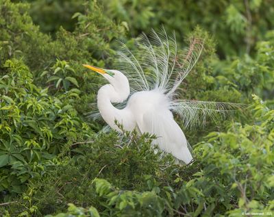 Great Egret