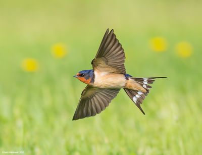 Barn Swallow