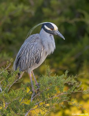 Yellow-crowned Night Heron
