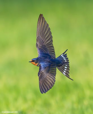 Barn Swallow