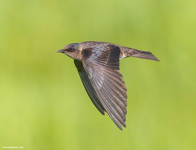 PurpleMartin39c6208.jpg