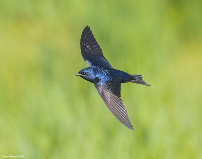 Purple Martin