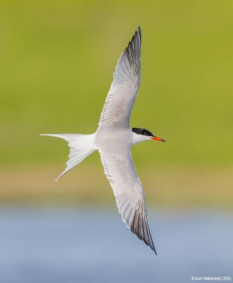 Common Tern