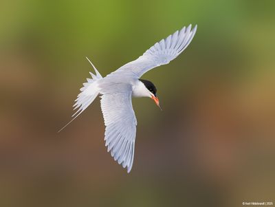 Forster'sTern20c8260.jpg