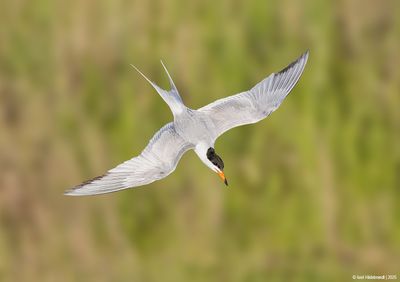 Forster's Tern