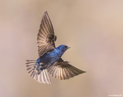 Purple Martin
