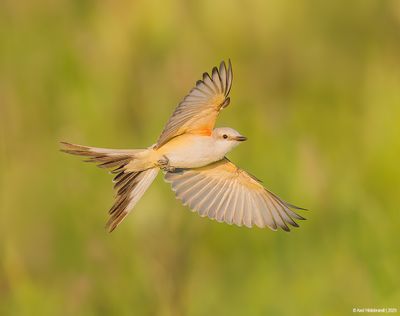 Scissor-tailed Flycatcher