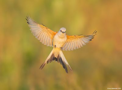 Scissor-tailedFlycatcher02c0972.jpg