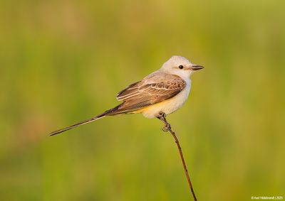 Scissor-tailed Flycatcher