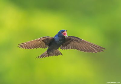 PurpleMartin42c1206.jpg