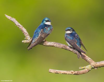 Tree Swallow