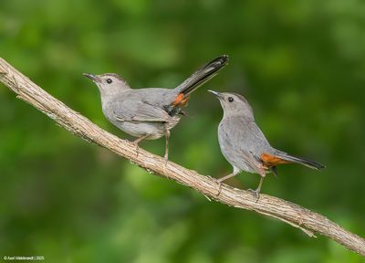 Gray Catbird