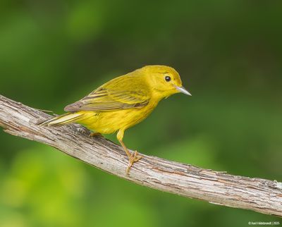 Yellow Warbler