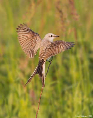 Scissor-tailed Flycatcher