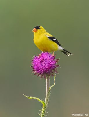 American Goldfinch
