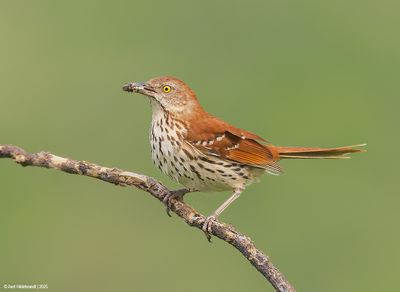 Brown Thrasher