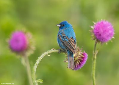 Indigo Bunting