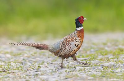 Ring-necked Pheasant