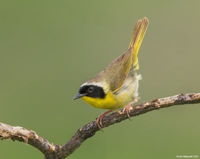 Common Yellowthroat