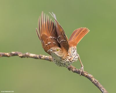 Brown Thrasher