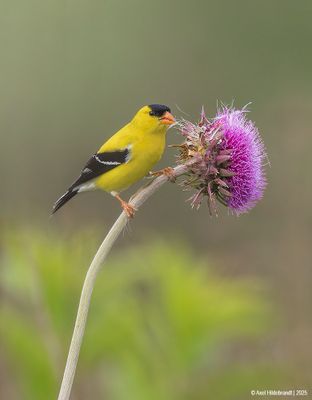 American Goldfinch