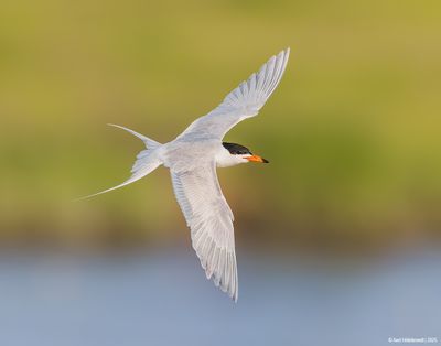 Forster's Tern