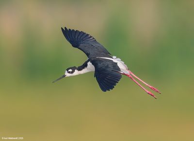 Black-neckedStilt09c2679.jpg