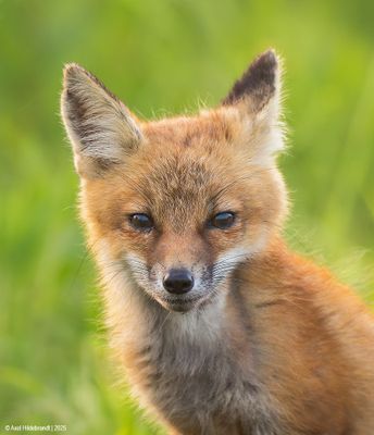 Wildlife