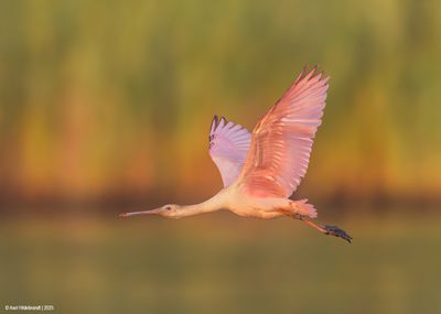 Roseate Spoonbill