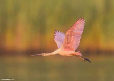 Roseate Spoonbill
