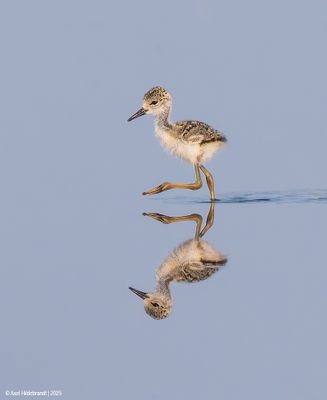 Black-necked Stilt
