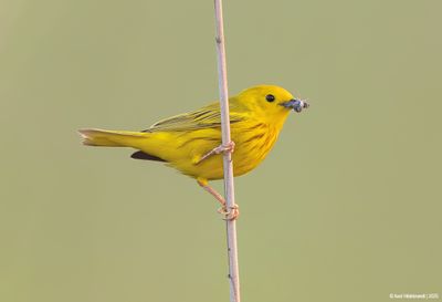 Yellow Warbler