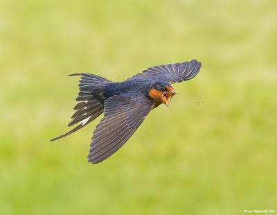 Barn Swallow