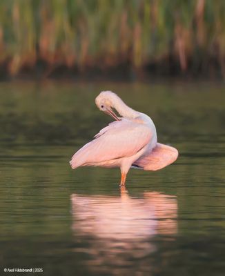 Roseate Spoonbill