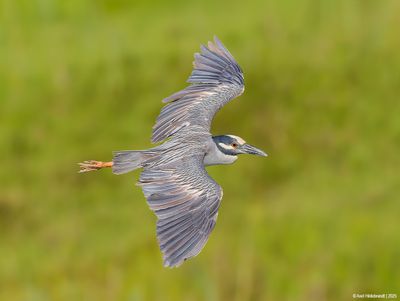 Yellow-crowned Night Heron