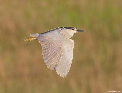 Black-crowned Night Heron